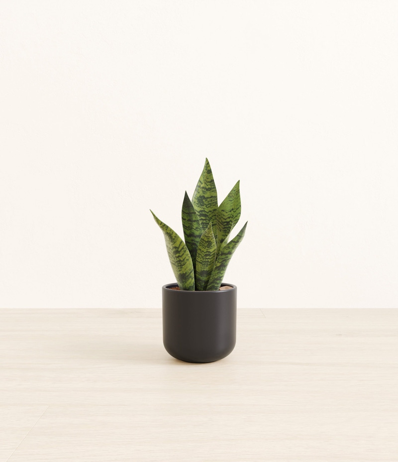 Small Green Snake Plant in Self Watering Ceramic Potter