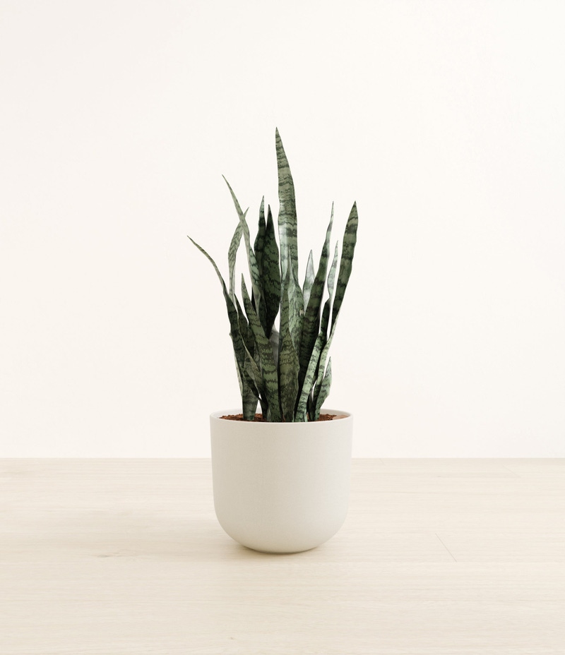 Large Snake Plant in Self Watering Ceramic Potter