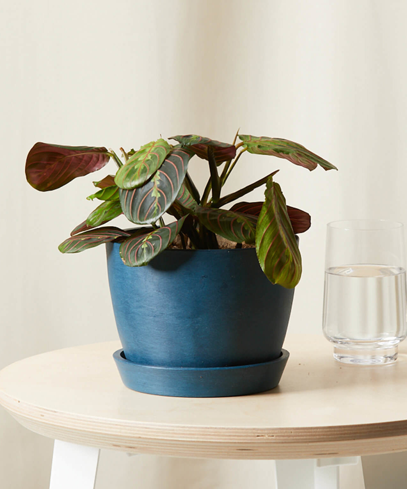 Red Prayer Plant