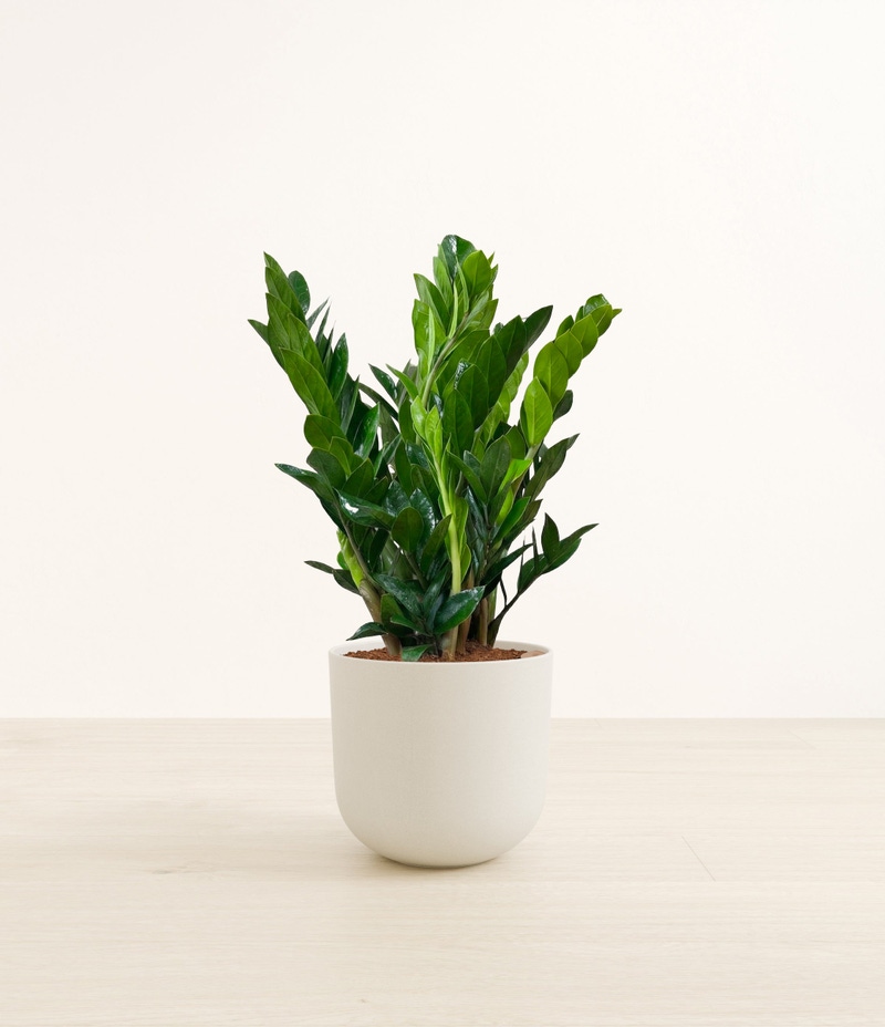 Large ZZ Plant in Self Watering Ceramic Potter