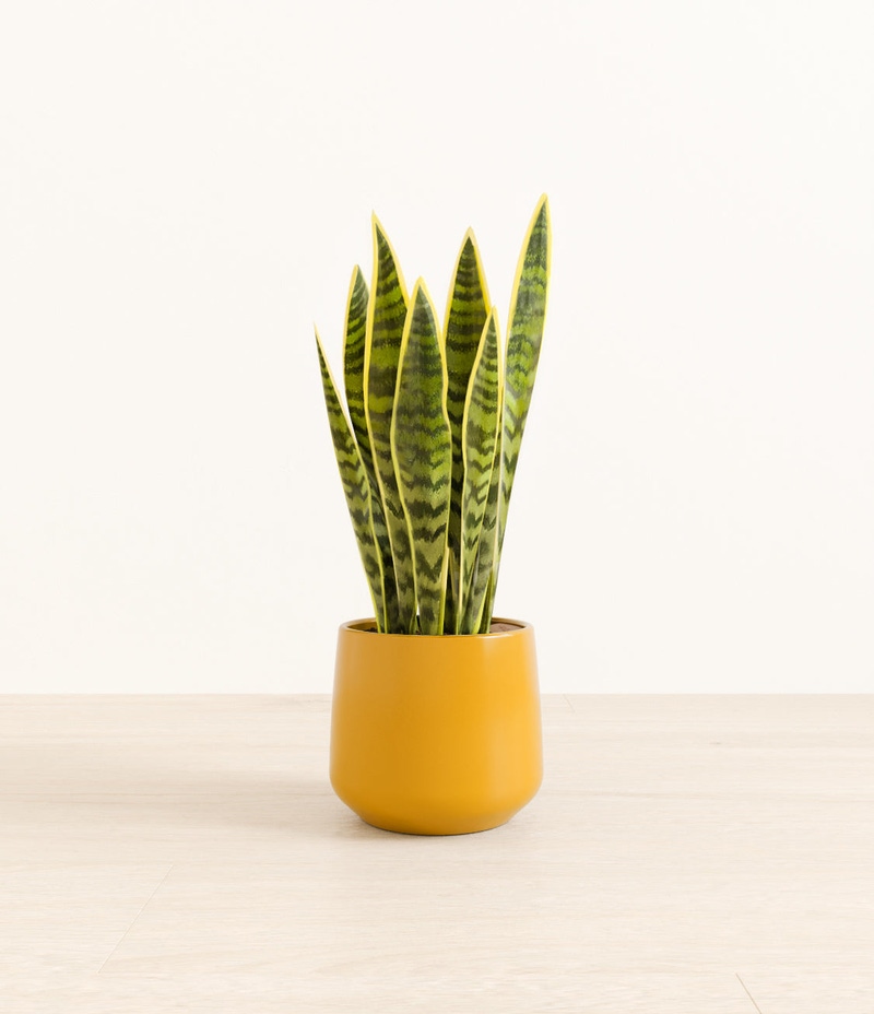 Medium Golden Snake Plant in Self Watering Ceramic Potter