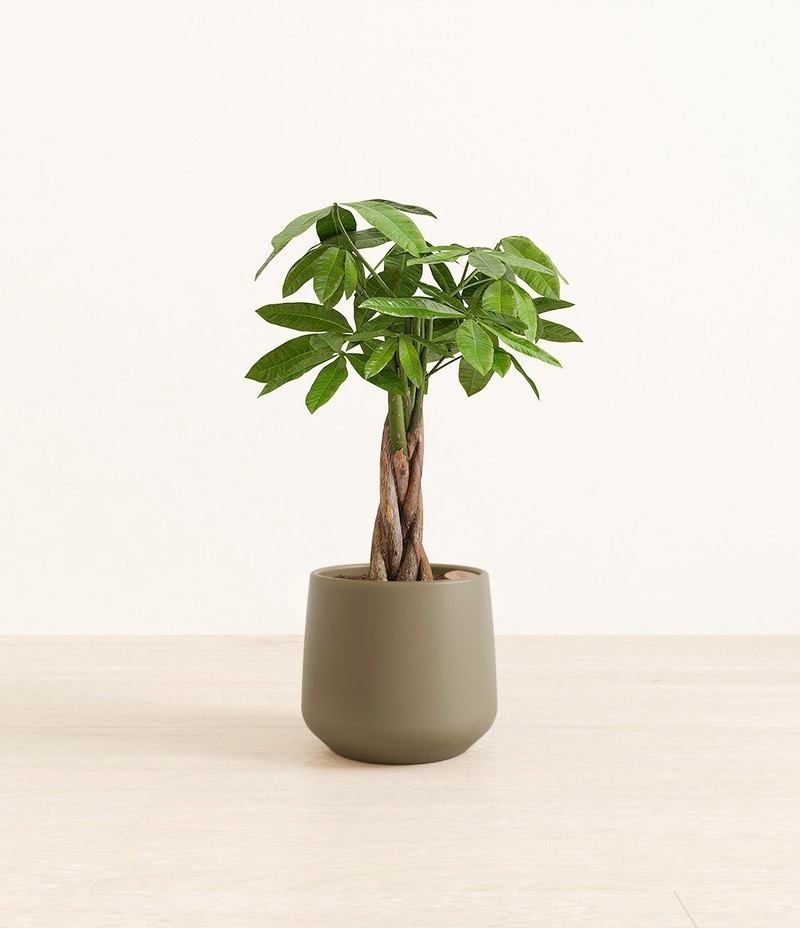 Medium Money Tree in Self Watering Ceramic Potter