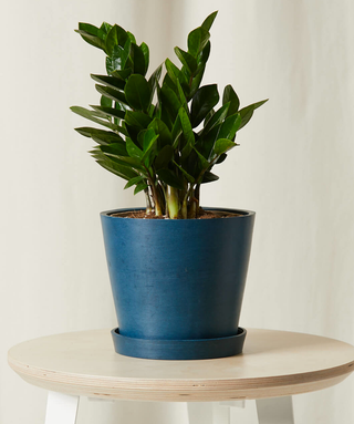 Indigo