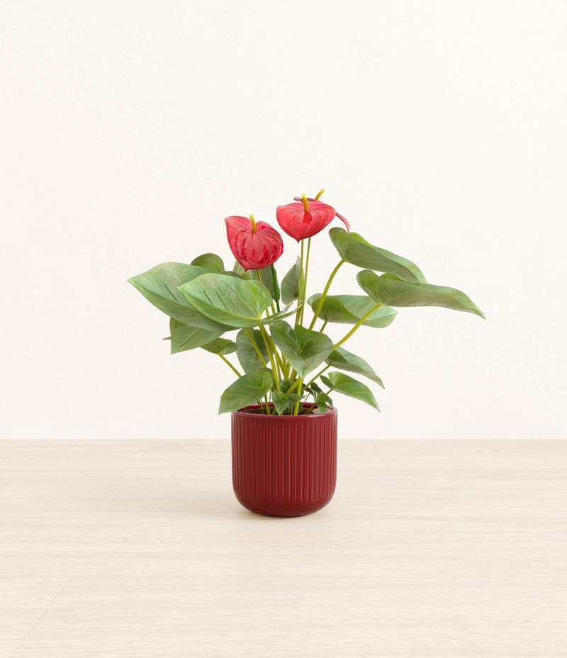 Small Anthurium Red in Self Watering Ceramic Potter