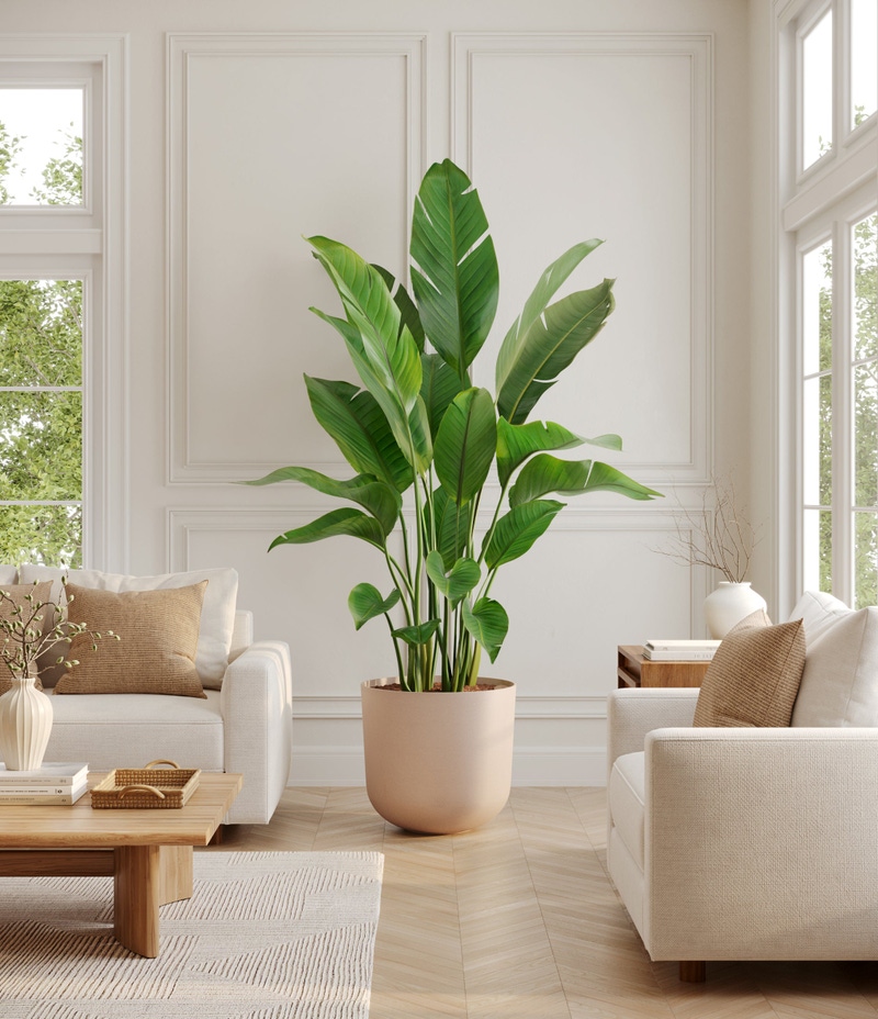 Bird of Paradise Tree