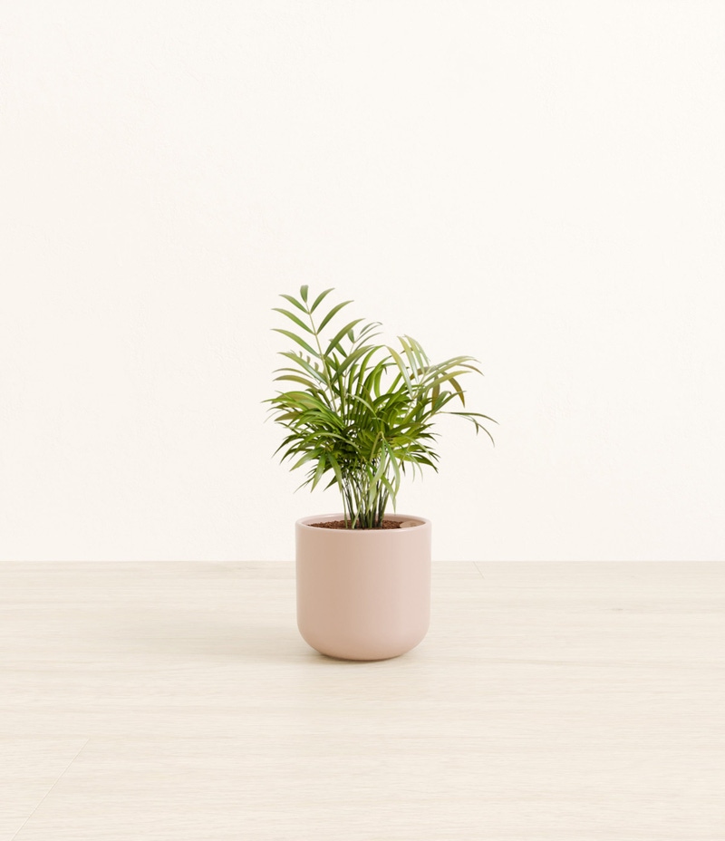 Small Parlor Palm in Self Watering Ceramic Potter