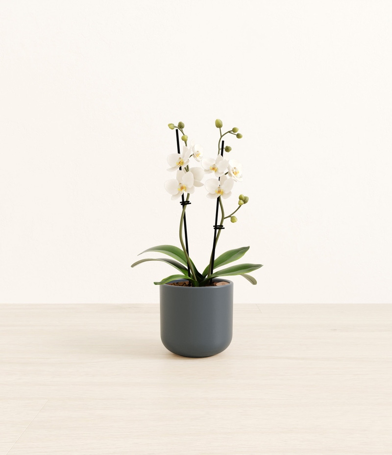 Small Zurich White Orchid in Self Watering Ceramic Potter