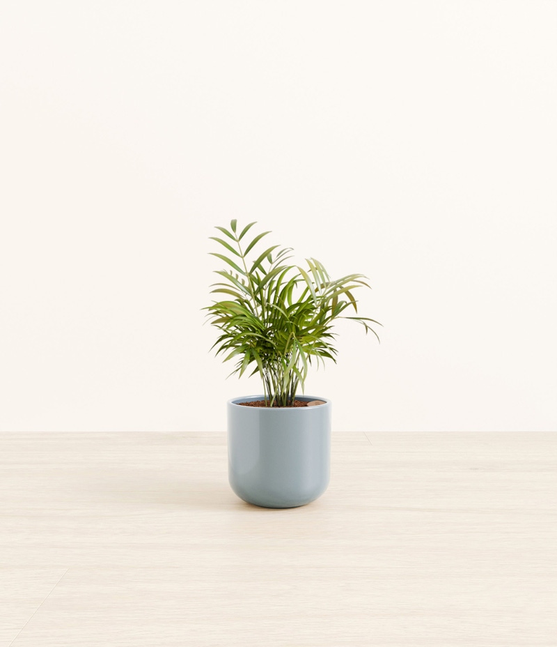 Small Parlor Palm in Self Watering Ceramic Potter