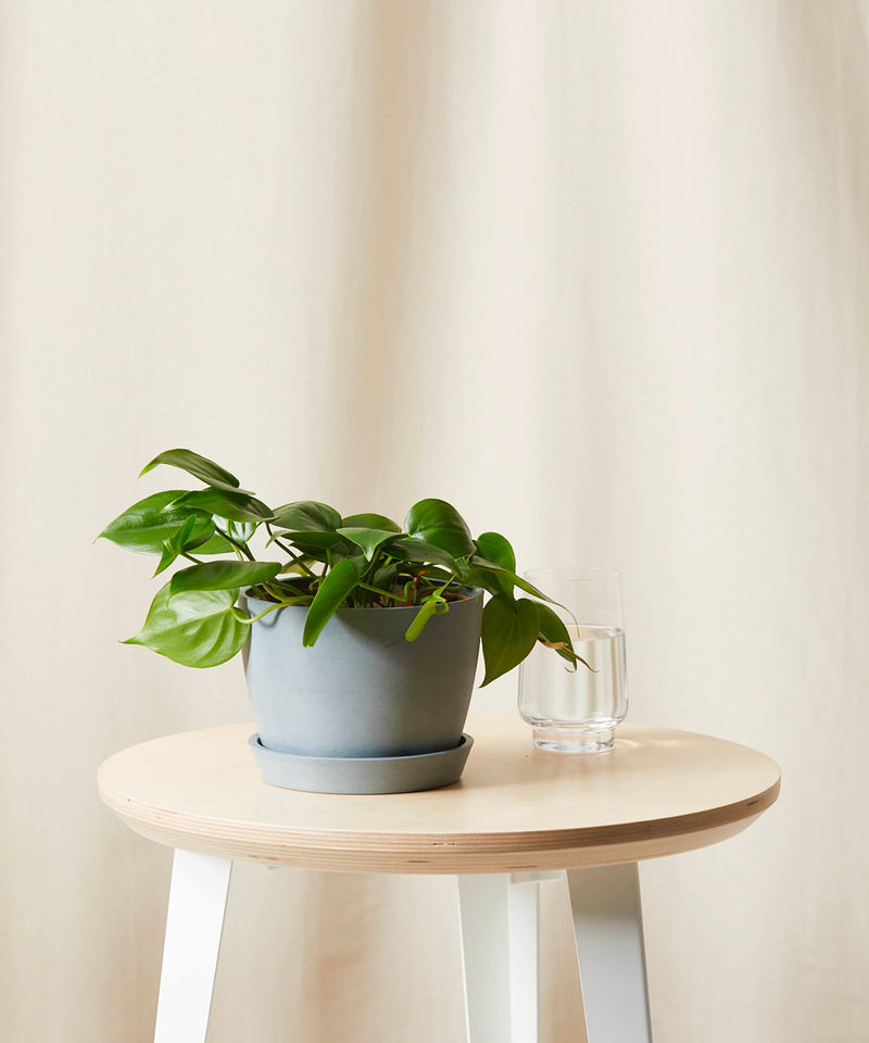 Philodendron Heartleaf