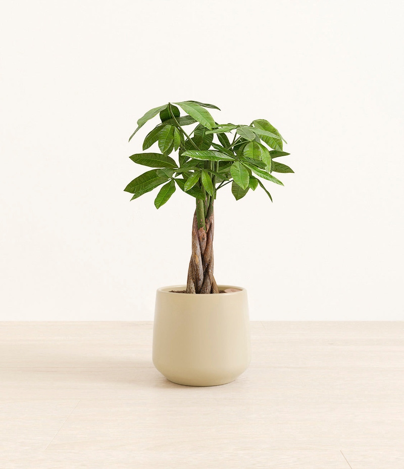Medium Money Tree in Self Watering Ceramic Potter