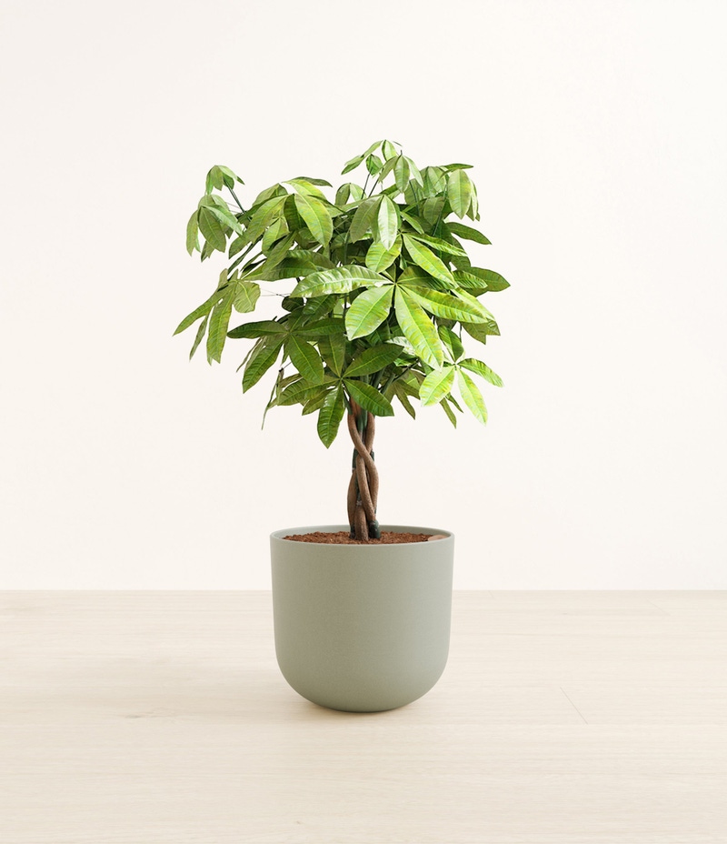 Large Money Tree in Self Watering Ceramic Potter