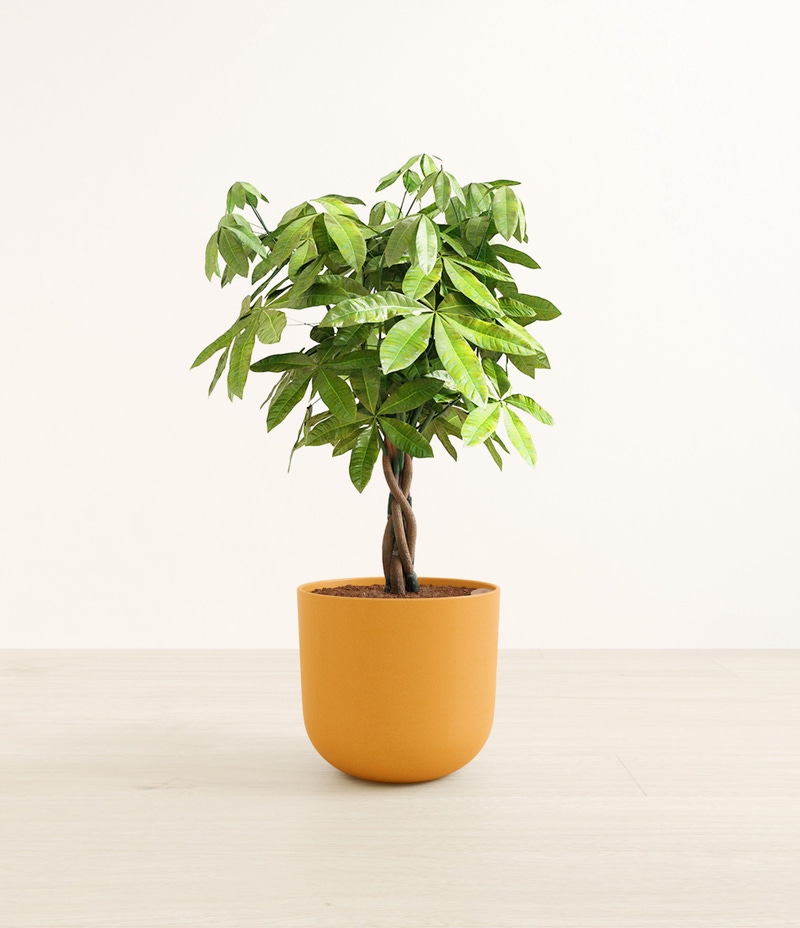 Large Money Tree in Self Watering Ceramic Potter