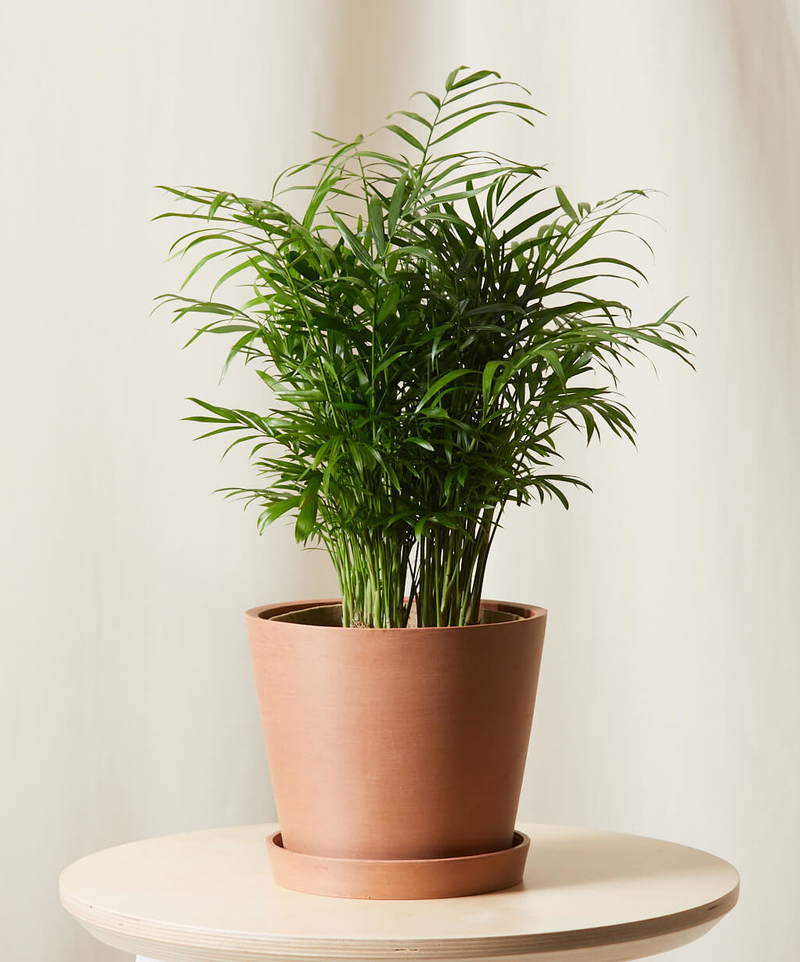 Parlor Palm