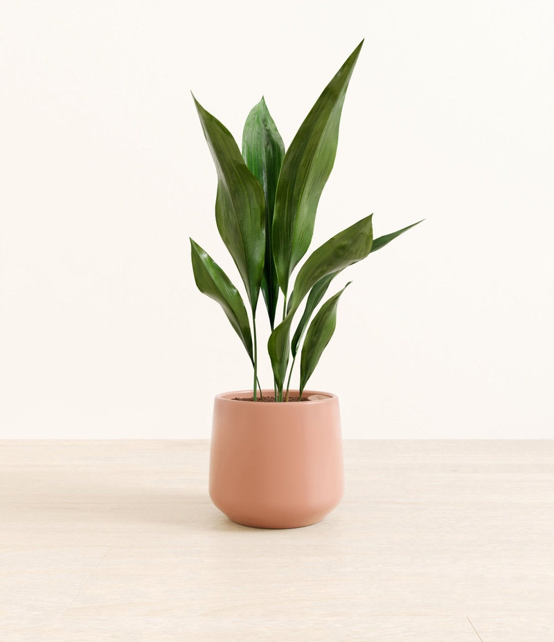 Medium Cast Iron Plant in Self Watering Ceramic Potter