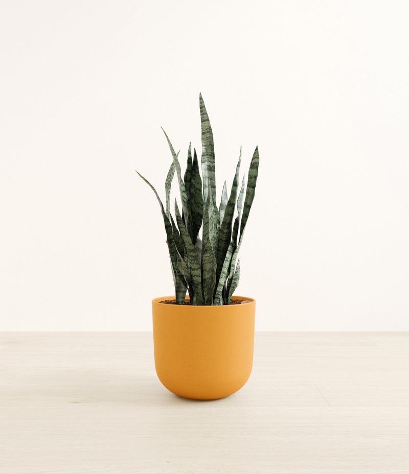 Large Snake Plant in Self Watering Ceramic Potter