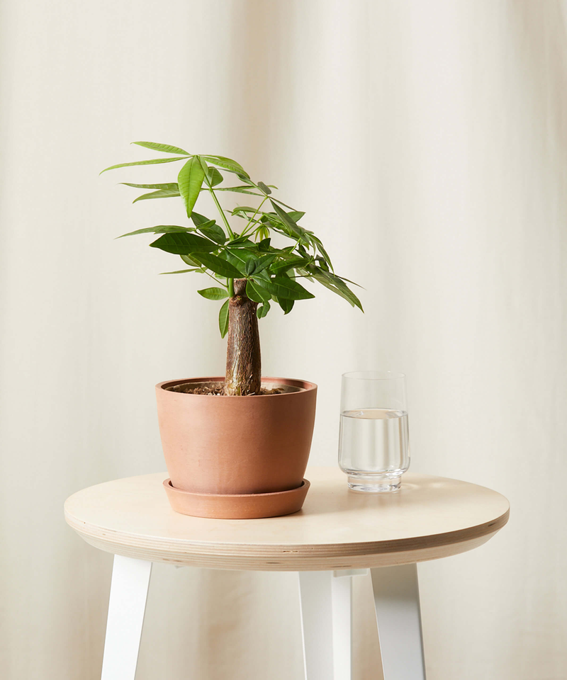 Mini Money Tree | Clay