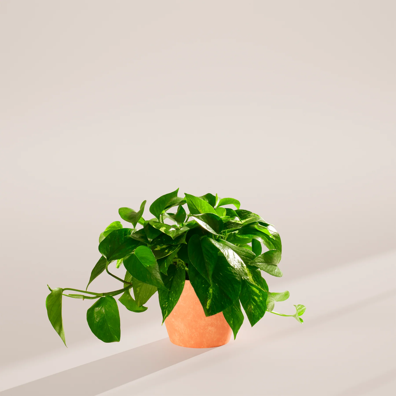 Medium Golden Pothos Plant with Eco Pot