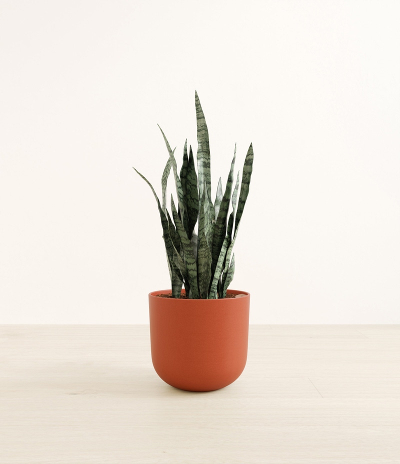 Large Snake Plant in Self Watering Ceramic Potter