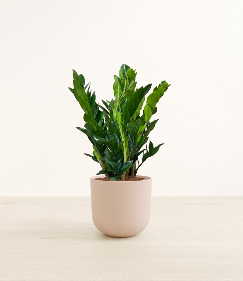 Large ZZ Plant in Self Watering Ceramic Potter