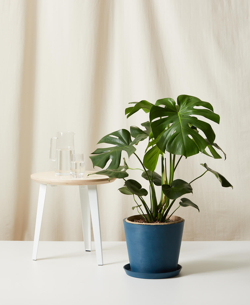 Monstera Deliciosa | Indigo