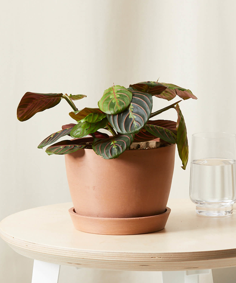 Red Prayer Plant | Clay