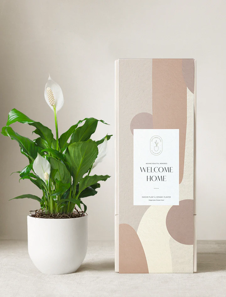 Peace Lily Plant