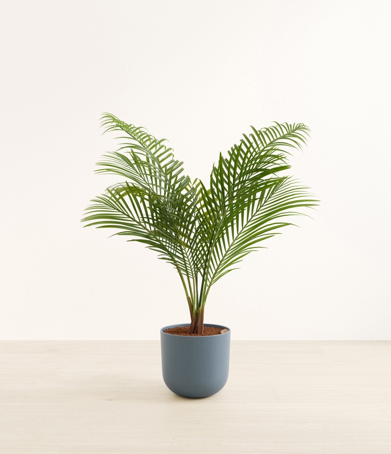 Huge Majesty Palm in Self Watering Ceramic Potter