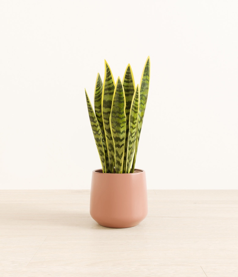 Medium Golden Snake Plant in Self Watering Ceramic Potter