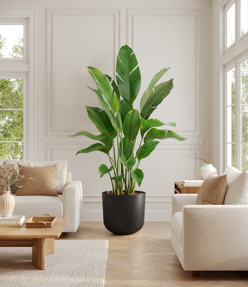 Bird of Paradise Tree