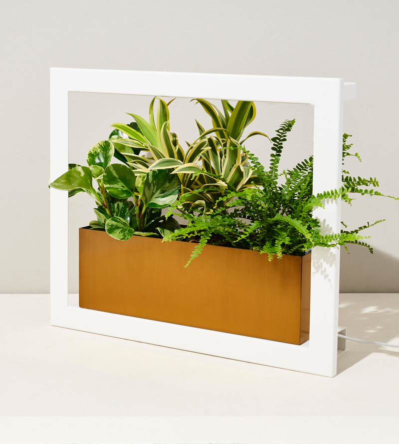 Smart Standard Growframe