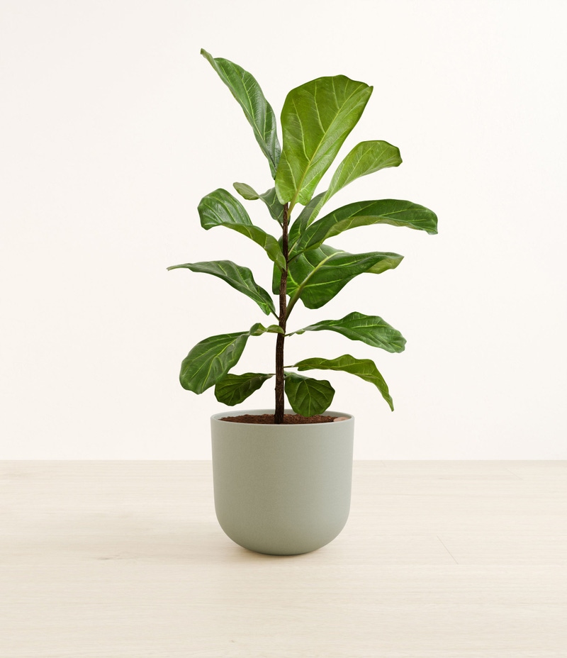 Large Fiddle Leaf Fig in Self Watering Ceramic Potter