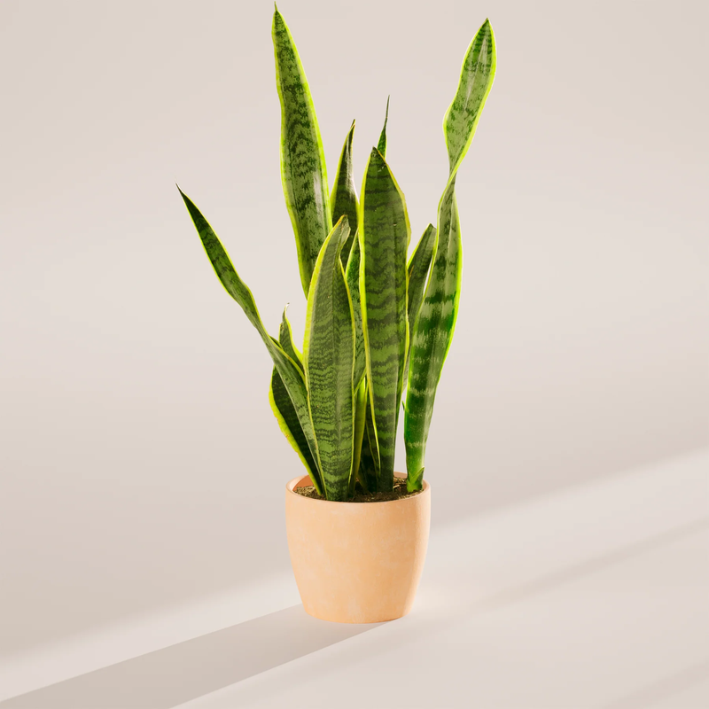 Medium Snake Plant with Eco Pot