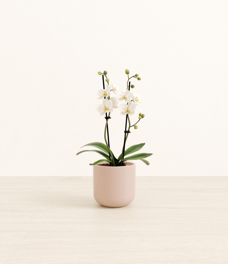 Small Zurich White Orchid in Self Watering Ceramic Potter