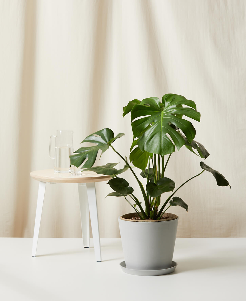 Monstera Deliciosa