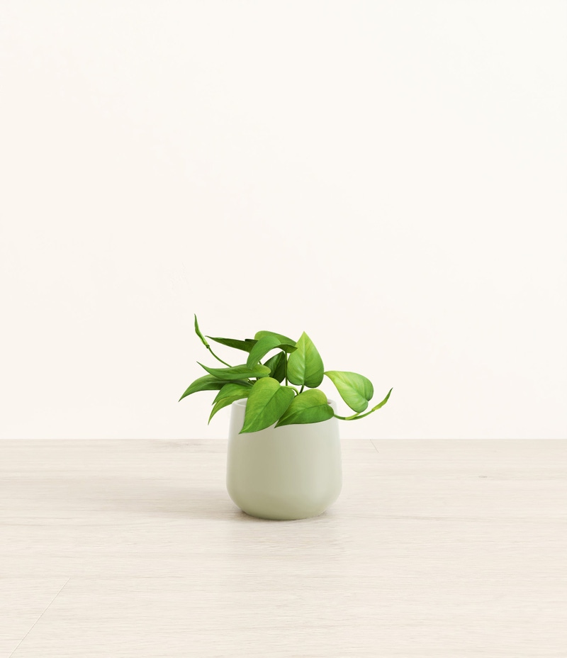 Small Jade Pothos in Self Watering Ceramic Potter