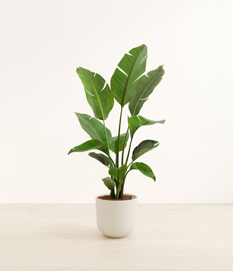 Huge Bird of Paradise in Self Watering Ceramic Potter