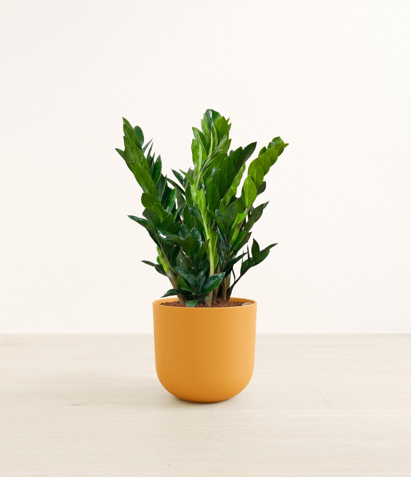 Large ZZ Plant in Self Watering Ceramic Potter