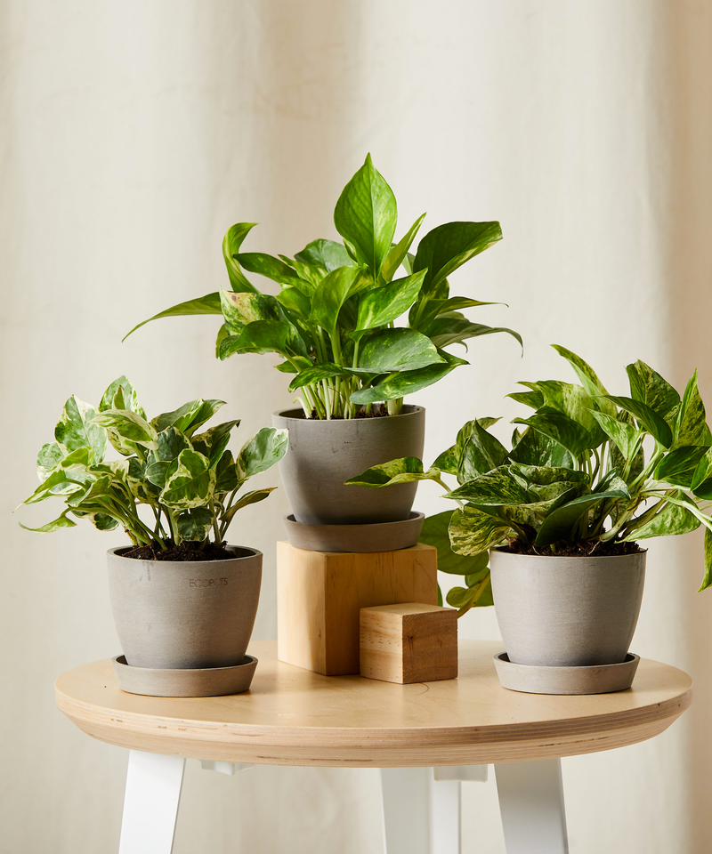 Pothos Collection