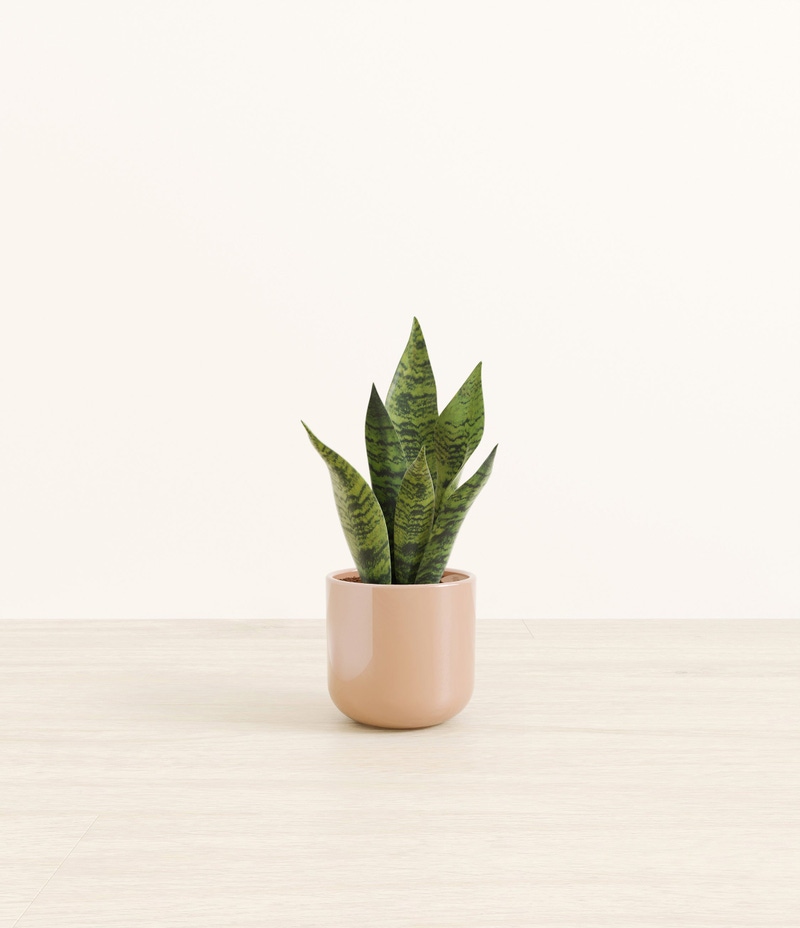 Small Green Snake Plant in Self Watering Ceramic Potter