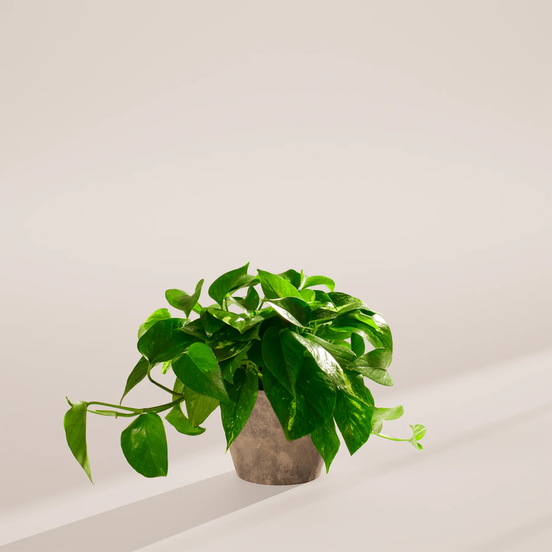 Medium Golden Pothos Plant with Eco Pot