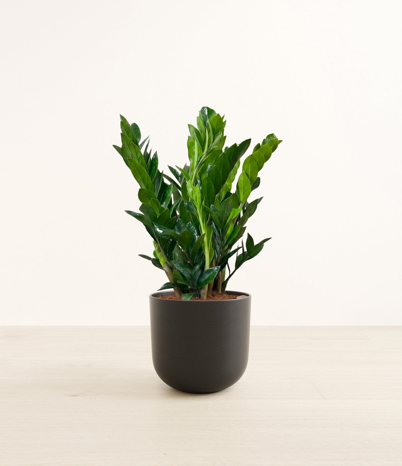 Large ZZ Plant in Self Watering Ceramic Potter