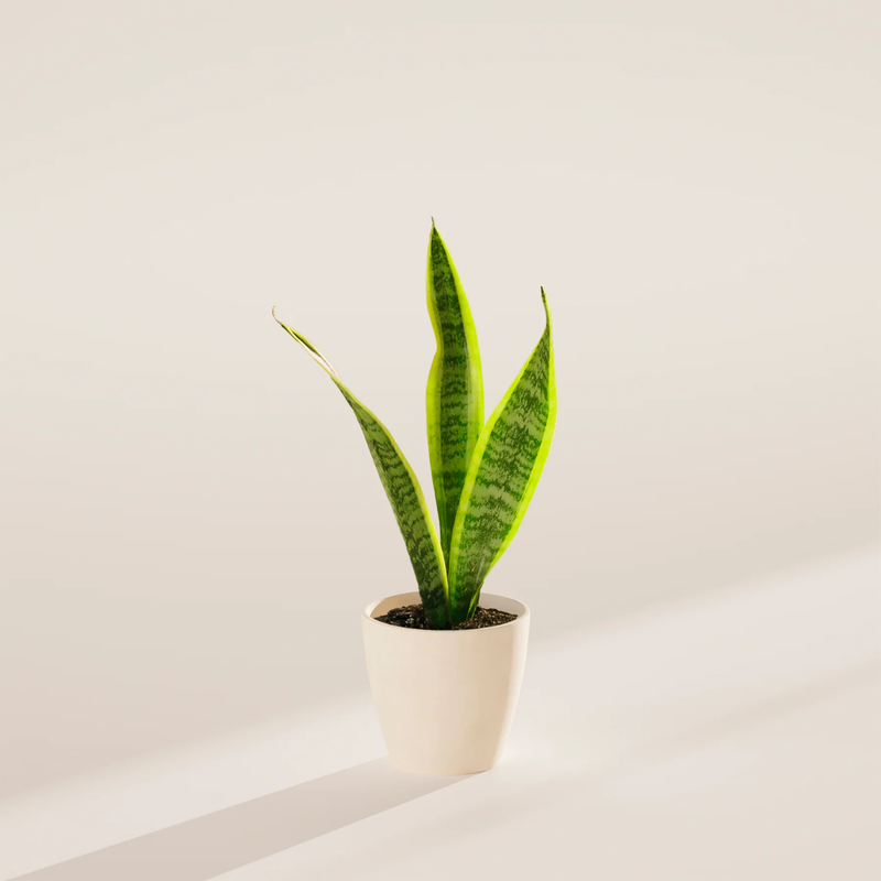 Small Snake Plant with Eco Pot