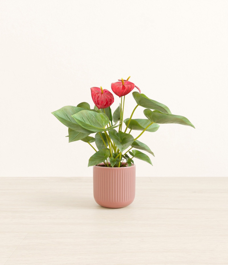 Small Anthurium Red in Self Watering Ceramic Potter