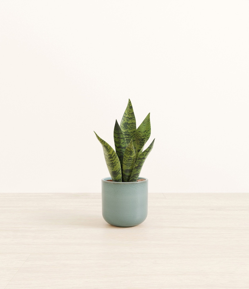 Small Green Snake Plant in Self Watering Ceramic Potter