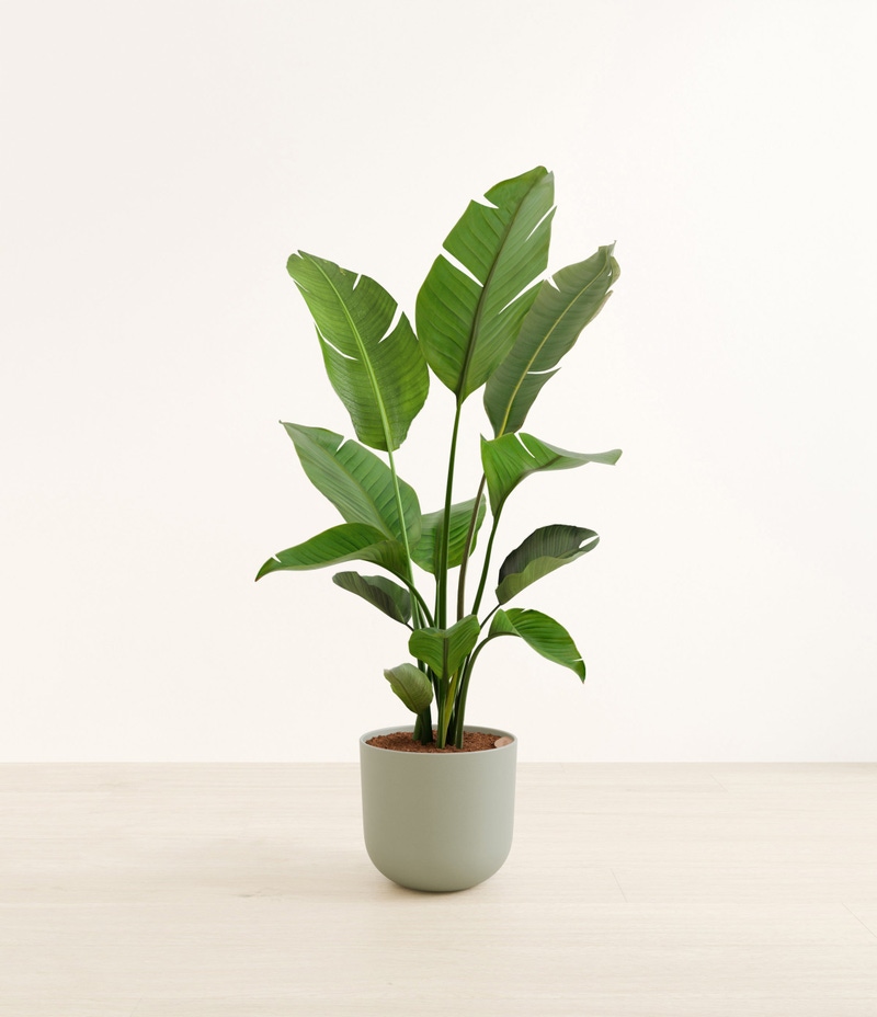 Huge Bird of Paradise in Self Watering Ceramic Potter
